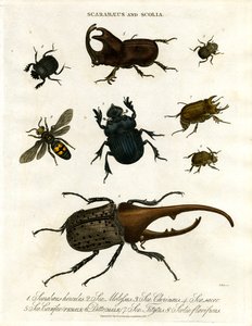 Scarabaeus ve Scolia (Böcekler ve Kazıcı Yaban Arıları)