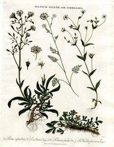 Selinum; Silene ve Sibbaldia by John Pass