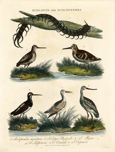 Snipes (Scolopax) ve Centipede (Scolopendra)