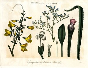 Spartium; Statice ve Stratiolis by John Pass