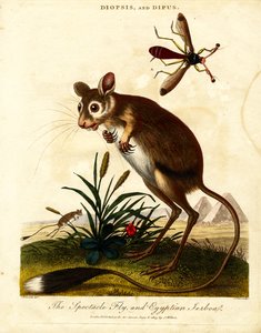 Gözlük Sineği ve Mısır Jerboa