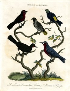 Sturnus ve Tanagra (Sığırcıklar ve Tanagerler) by John Pass