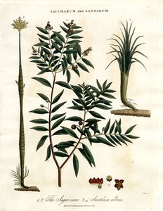 Şeker Kamışı ve Sandal Ağacı by John Pass