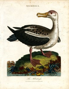 Albatros by John Pass