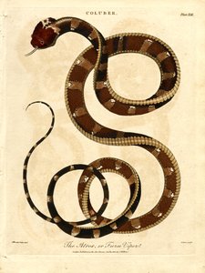 Atropos veya Vahşi Engerek by John Pass