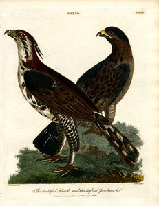 Şüpheli Şahin ve Kuyruklu Goshawk by John Pass