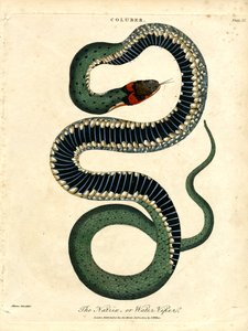Natrix ya da Su Engereği by John Pass