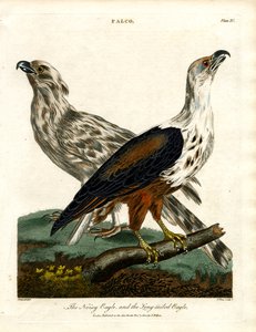 Gürültülü Kartal ve Uzun Kuyruklu Kartal by John Pass