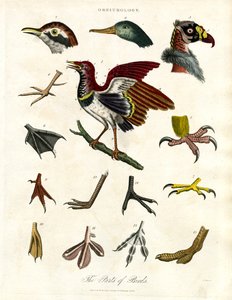 Kuşların Parçaları by John Pass