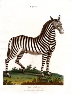 Zebra by John Pass