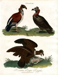 Üç Akbaba Türü (Vultur) by John Pass