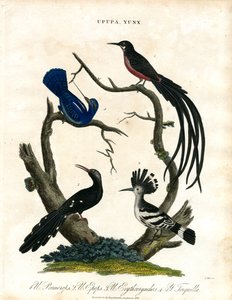 Upupa ve Yunx (Hoopoe ve Wryneck)