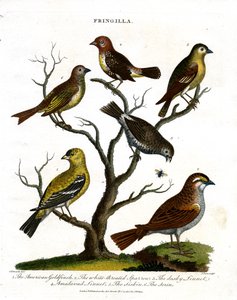 Çeşitli İspinoz Türleri (Fringilla) by John Pass