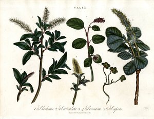 Çeşitli Söğüt Türleri (Salix) by John Pass