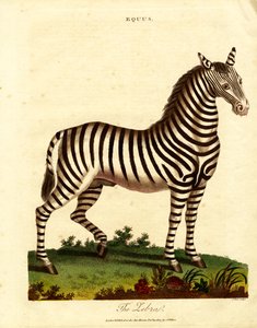 Zebra (Equus) by John Pass