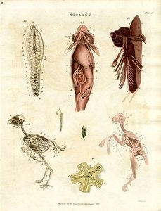 Zoolojik Anatomik Çizimler (Levha XV) by John Pass