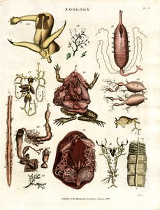 Zooloji Pl. II: Çeşitli Hayvanların ve Organların Anatomik Çizimleri by John Pass