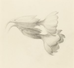 Cowslip Bells, muhtemelen 1871. by John Ruskin