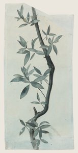 Söğüt Yaprakları Çalışması, 1857 dolayları (kağıt üzerine kalem ve sulu boya) by John Ruskin