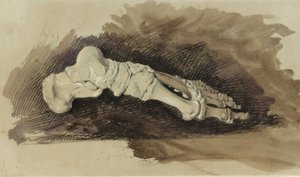 Bir Kadın İnsan Ayağının Kemikleri (kağıt üzerinde wc ve gövde rengi ile kalem) by John Ruskin