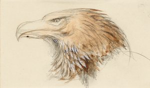 Ortak bir Altın Kartalın Başı, Life