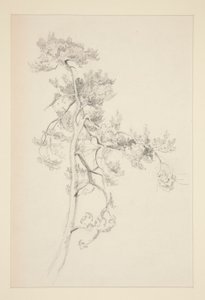 Ağaç ve Yeşillik by John Singer Sargent