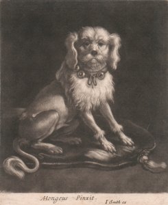 Göbekli Tasma Takan Küçük Bir Köpek. by John Smith