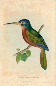 Galbula siyanikolis. Cassin', 1850'ler