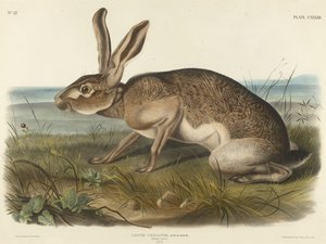 Texian Hare, 1848 (dokuma kağıt üzerine elle renklendirilmiş litografi)