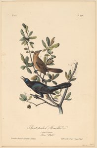 Kayık Kuyruklu Grackle by John T. Bowen, after John James Audubon