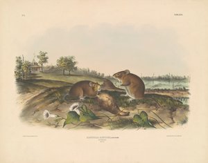 Pamuk Sıçan by John T. Bowen, after John James Audubon