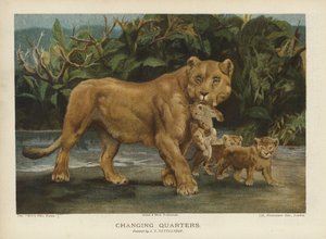 Değişen Mahalle: yavrularını hareket ettiren dişi aslan (chromolitho) by John Trivett Nettleship