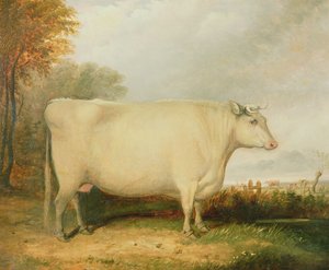 Ödül inek portresi by John Vine