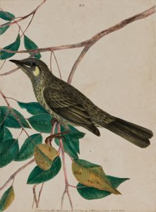 Sarı kulaklı hanımeli (Meliphaga chrysotis) 