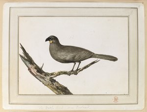 Wattle kuşunun çizimi; Kaptan Cook'un Üçüncü Yolculuğu sırasında 12-25 Şubat 1777 tarihleri arasında Yeni Zelanda'ya yaptığı ziyaret sırasında yapılmıştır. by John Webber