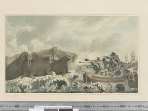 F.32 Deniz Atları, c.1773-84 (suluboya) by John Webber