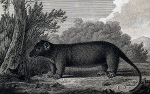 Opossum, John Webber (1750-1793) tarafından James Cook'un Üçüncü yolculuğu sırasında yapılan çizim sonrası gravür by John Webber