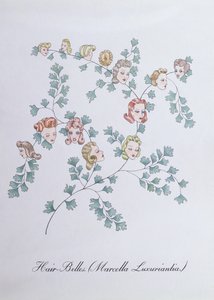 Saç Çanları (Marcella Luxuriantia), John Weir