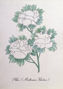 Floksa. (Muttonica Idiotica), John Weir