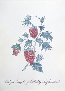 Kaba Ahududu (Rudity Simplissimus), John Weir