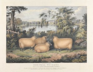 Dört Ödüllü Wethers by John West Giles