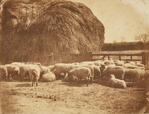 [Ağıldaki koyunlar] by John Whistler