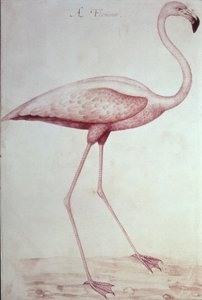 Flamingo (çizim) by John White