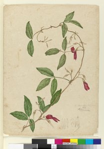 Kennedia rubicunda, c.1803-06 (wc, kalem, mürekkep ve kurşun kalem) by John William Lewin