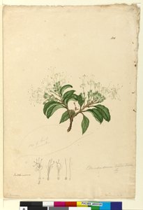 Sayfa 100. Clerodendrum tomentosum, c.1803-06 (wc, kalem, mürekkep ve kurşun kalem) by John William Lewin