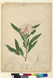 Sayfa 104. Hibiscus heterophyllus, c.1803-06 (wc, kalem, mürekkep ve kurşun kalem) by John William Lewin