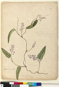 Sayfa 107. Glycine bimaculataGlycine tabacina?, c.1803-06 (wc, kalem, mürekkep ve kurşun kalem) by John William Lewin