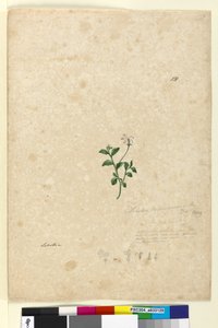 Sayfa 131. Lobelia purpurascens, c.1803-06 (wc, kalem, mürekkep ve kurşun kalem) by John William Lewin