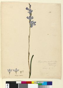 Sayfa 133. Thelymitra ixioides, c.1803-06 (wc, kalem, mürekkep ve kurşun kalem) by John William Lewin