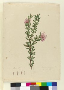 Sayfa 13. Grevillea punicea, c.1803-06 (wc, kalem, mürekkep ve kurşun kalem) by John William Lewin